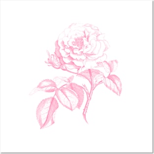 Pink Rose Monochrome Illustration Posters and Art